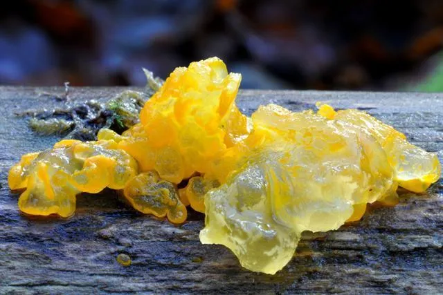  A close up of Witch’s Butter on a log. 